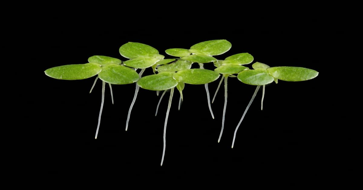 Ряска (Lemna minor)
