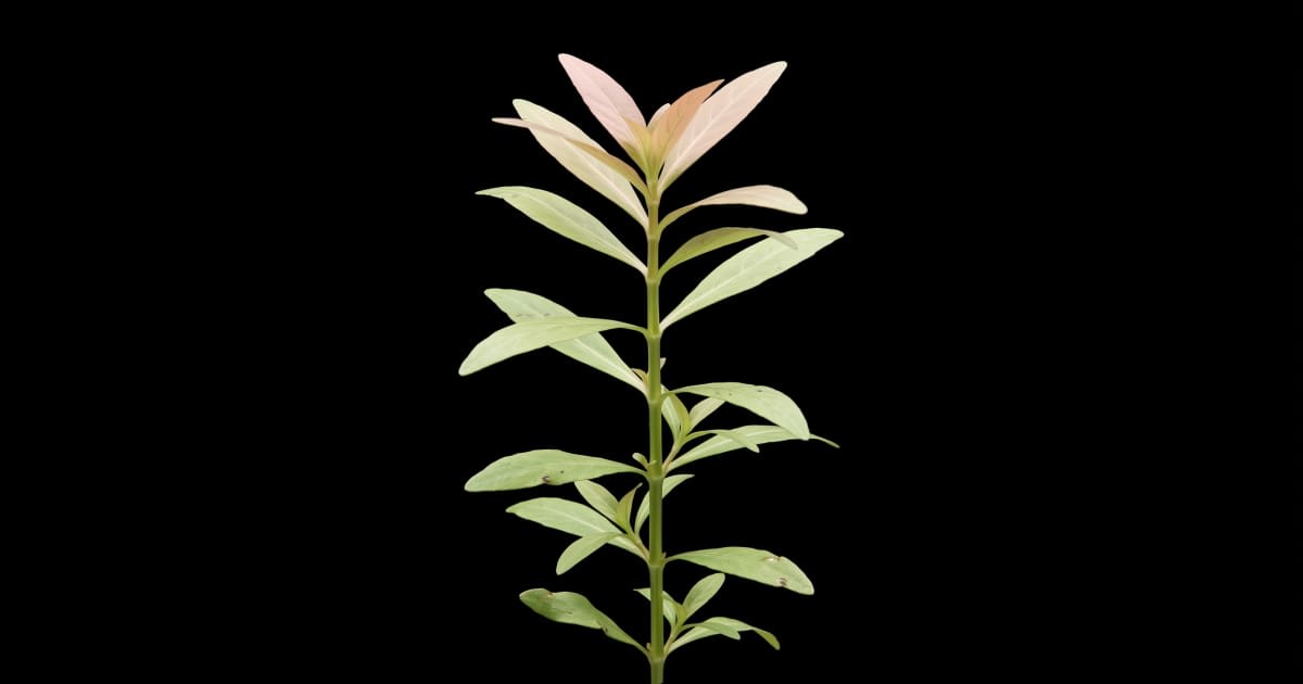 Гігрофіла багатонасінна (Hygrophila polysperma)