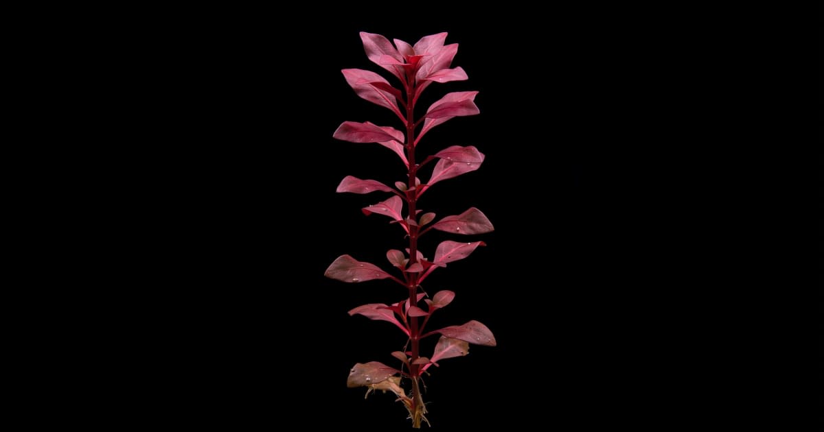 Людвігія Супер Ред (Ludwigia sp. Super Red)