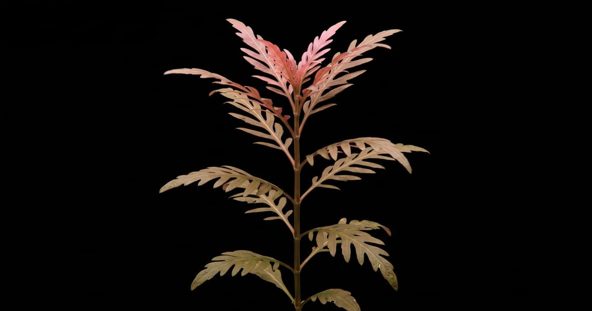 Гігрофіла піннатіфіда (Hygrophila pinnatifida)