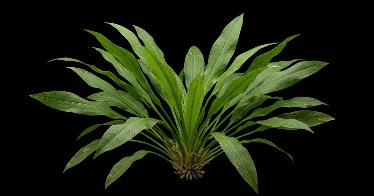 Ехінодорус (Echinodorus)