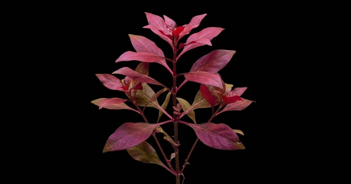 Альтернантера (Alternanthera reineckii)