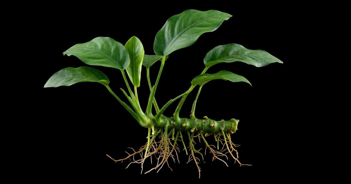 Анубіас (Anubias)