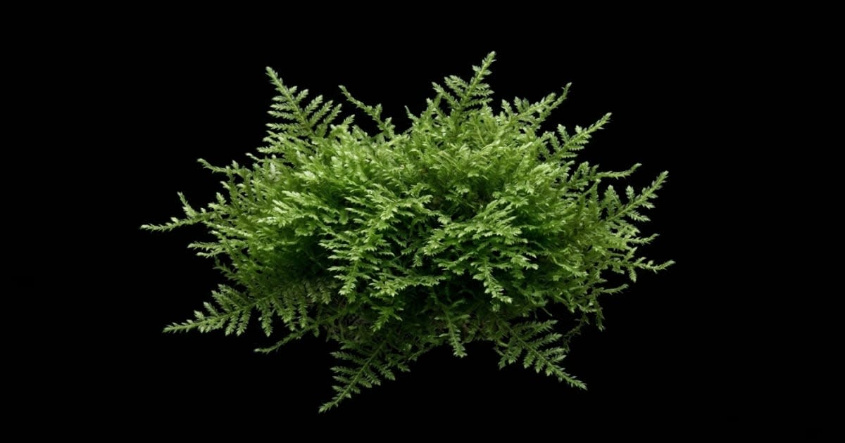 Яванський мох (Taxiphyllum barbieri)