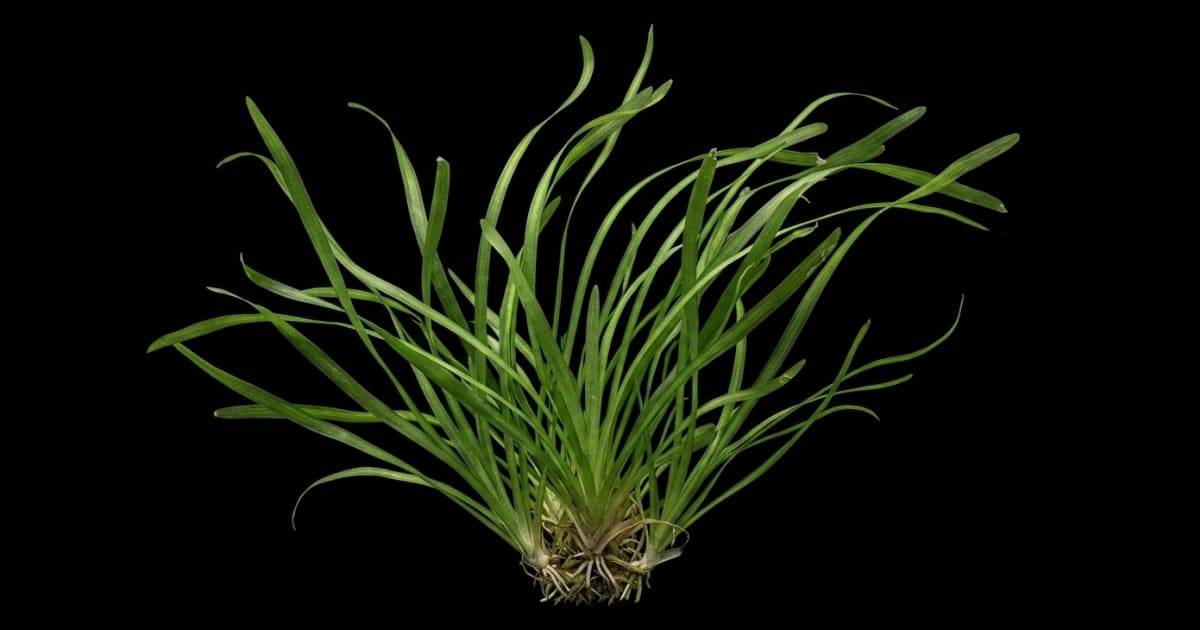 Валіснерія (Vallisneria)