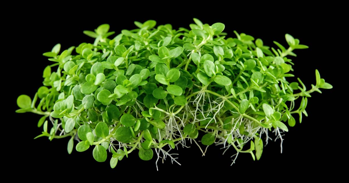 Хеміантус Куба (Hemianthus callitrichoides Cuba)