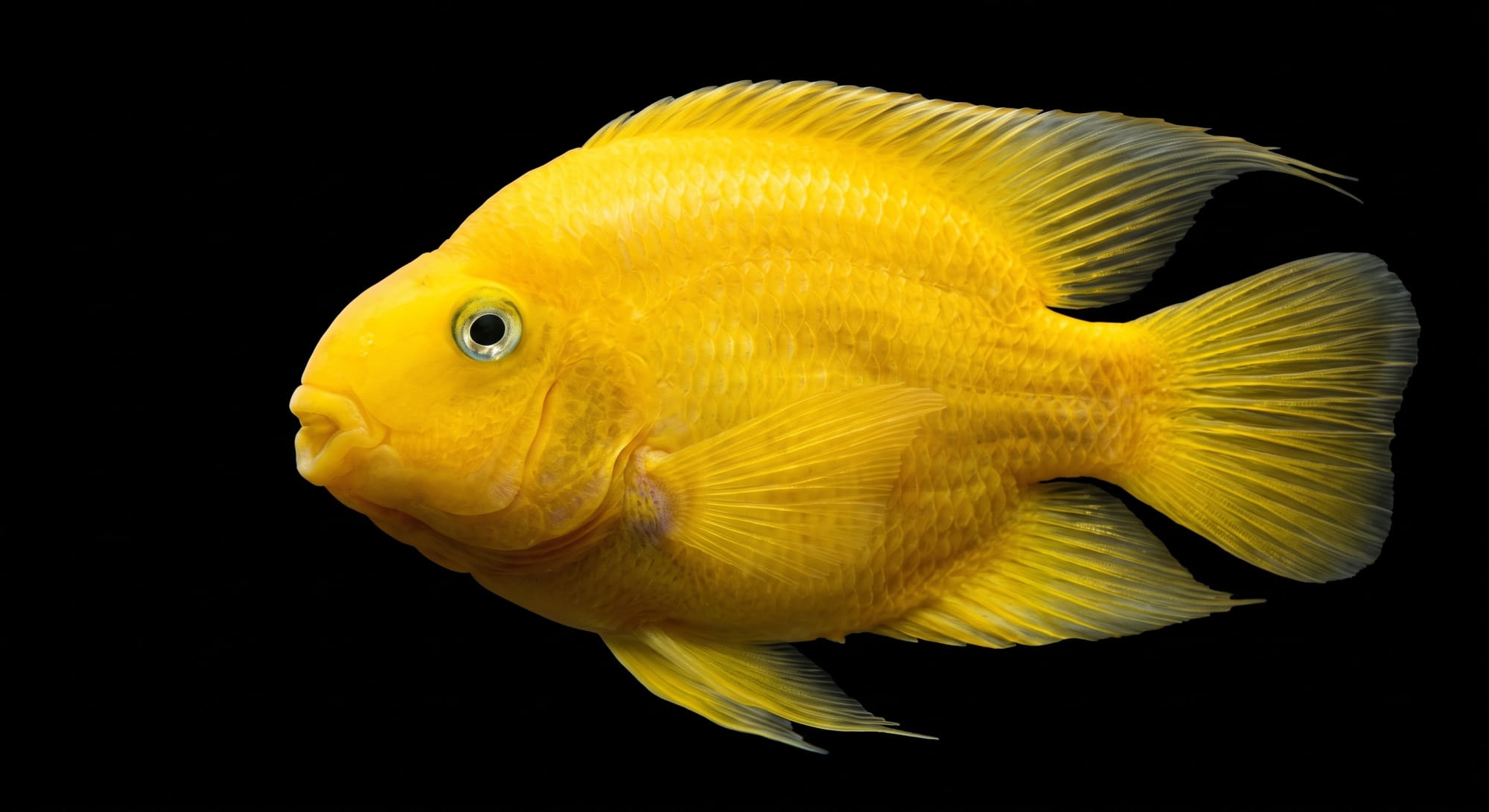 Жовтий папуга (Lemon Parrot) - яскрава альтернатива класичному червоному забарвленню.