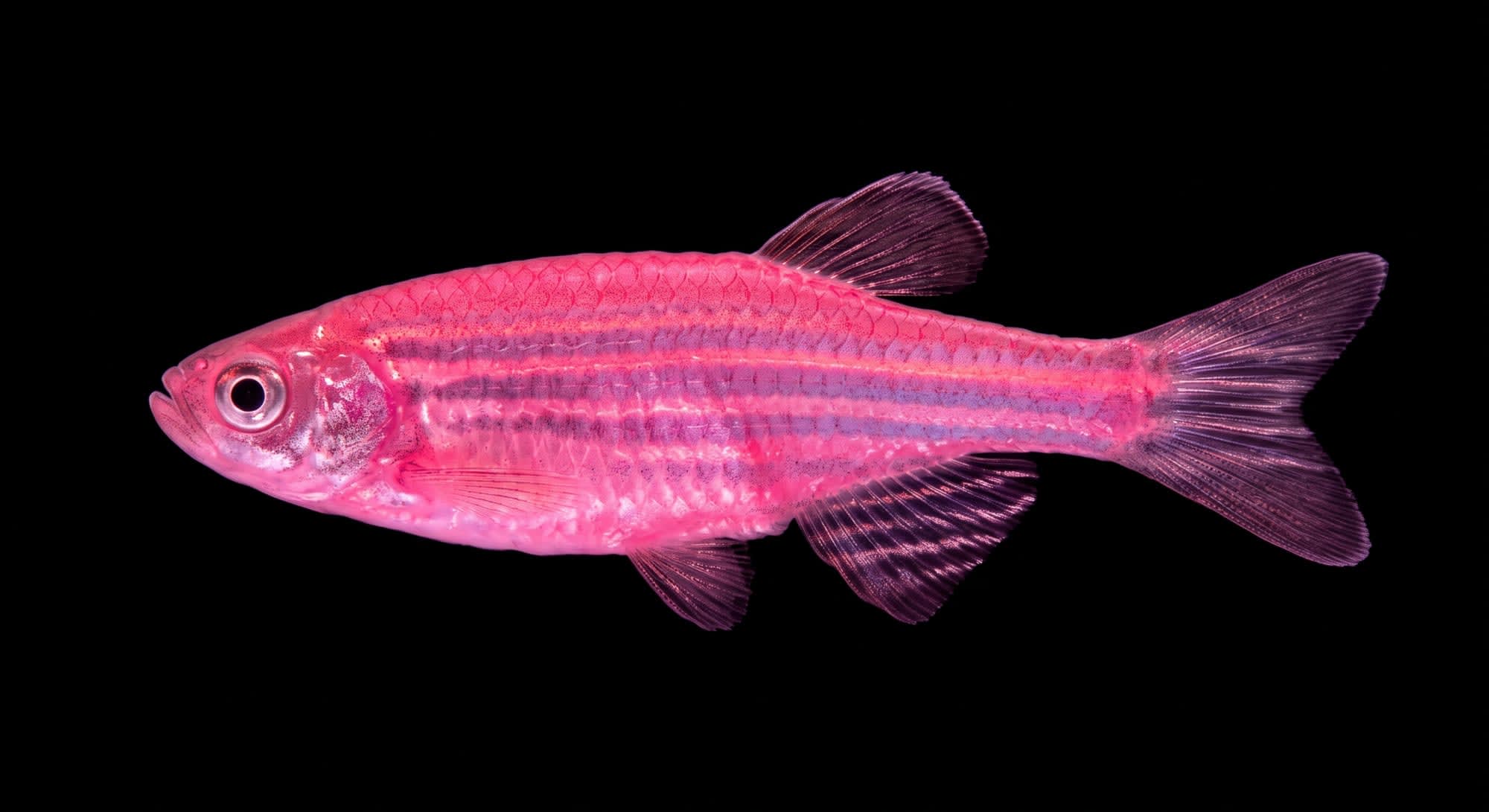 Даніо Глофіш (GloFish) неоново-рожевого кольору - найпопулярніша рибка серед дітей.