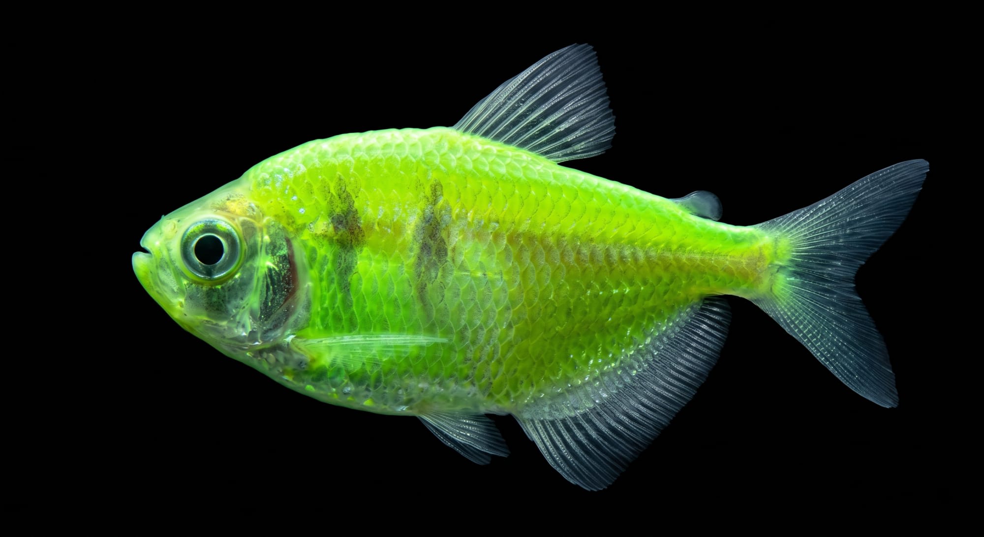 Зелена тернеція GloFish (Electric Green) має найяскравіше світіння під синіми лампами.